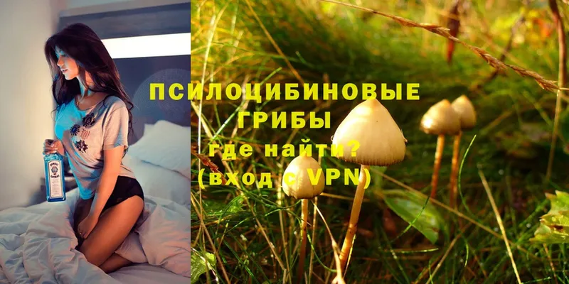 Псилоцибиновые грибы Psilocybe  blacksprut рабочий сайт  Белоозёрский 